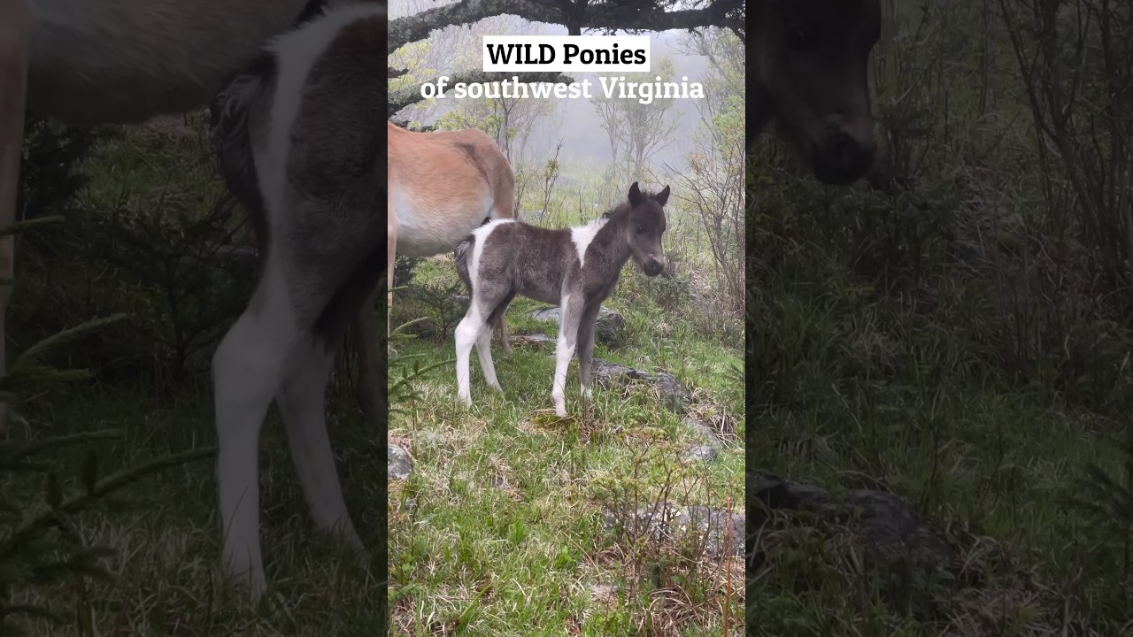 🍃WILD Ponies | Virginia #shorts #wildlife  #shortvideo #foryou #virginia #ponies