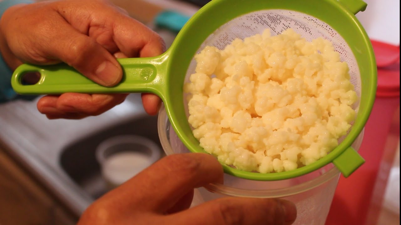 3 Tips para que tus bulgaros / kefir crezcan rápido y sin romperse. ¡Son probióticos naturales!