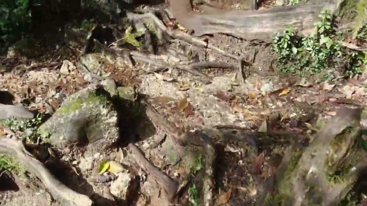 Yakushima Island