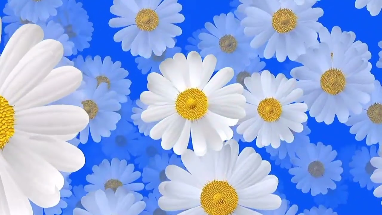 Looped Animated Daisy Flowers On Blue Background Video Clip, No Copyright | Various Background Clips