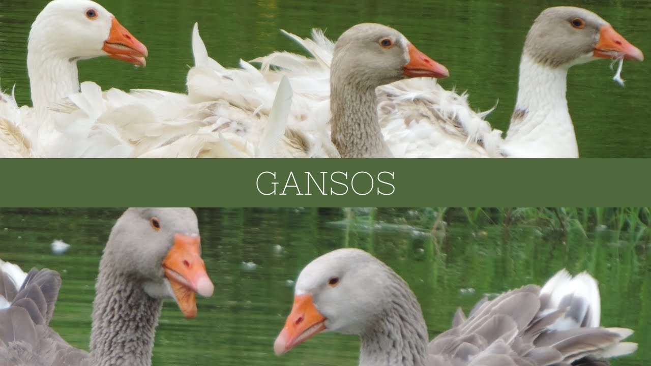 Ganso Sebastopol e Ganso Toulouse | Gutejando