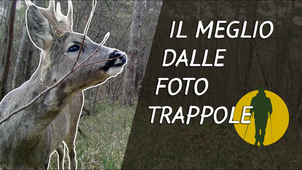 Il meglio dalle mie fototrappole in tre anni!