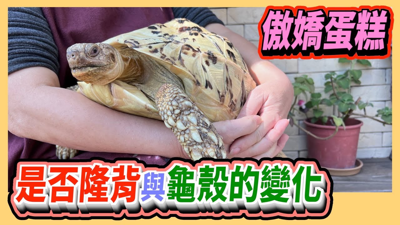 【豹龜】東非肯亞豹紋陸龜日常生活226~傲嬌蛋糕 是否隆背與龜殼的變化~