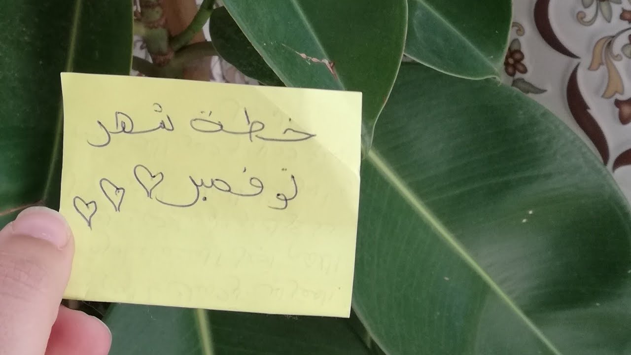 خطة نوفمبر🍁🍂..الاسبوع 01: أدرس مع طالبة بكالوريا حرة Bac 2025 ⏰🖊️📚😊