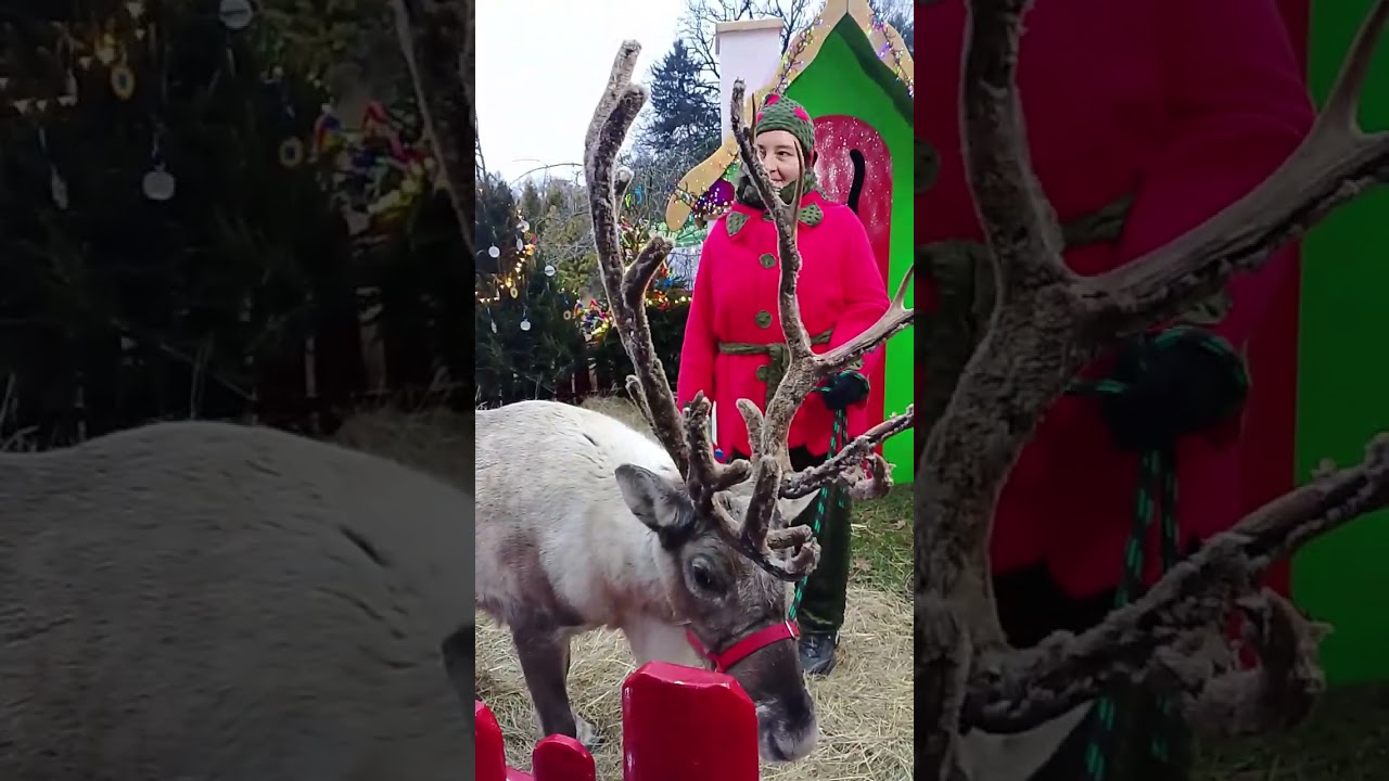 ❤️🥀 RENIFER - na Koszalińskim Jarmarku ❣️