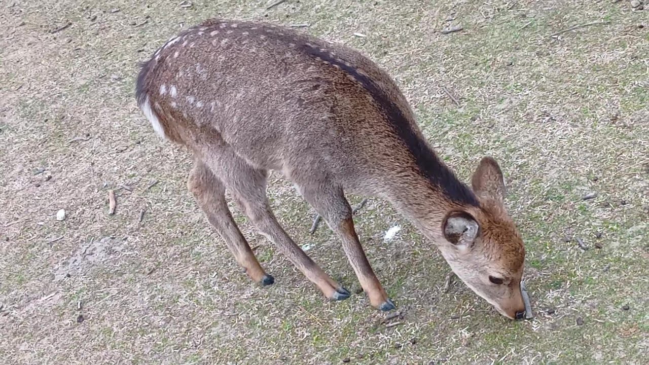 Fawn of Nara Park #89 奈良公園の子鹿さん