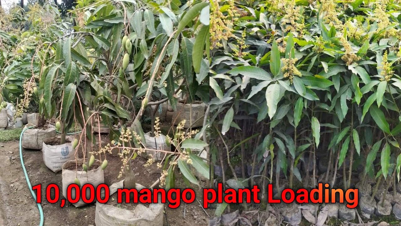 10,000 mango plant Loading//Miyazaki Mango Plant/Banana mango  contract 7029279400
