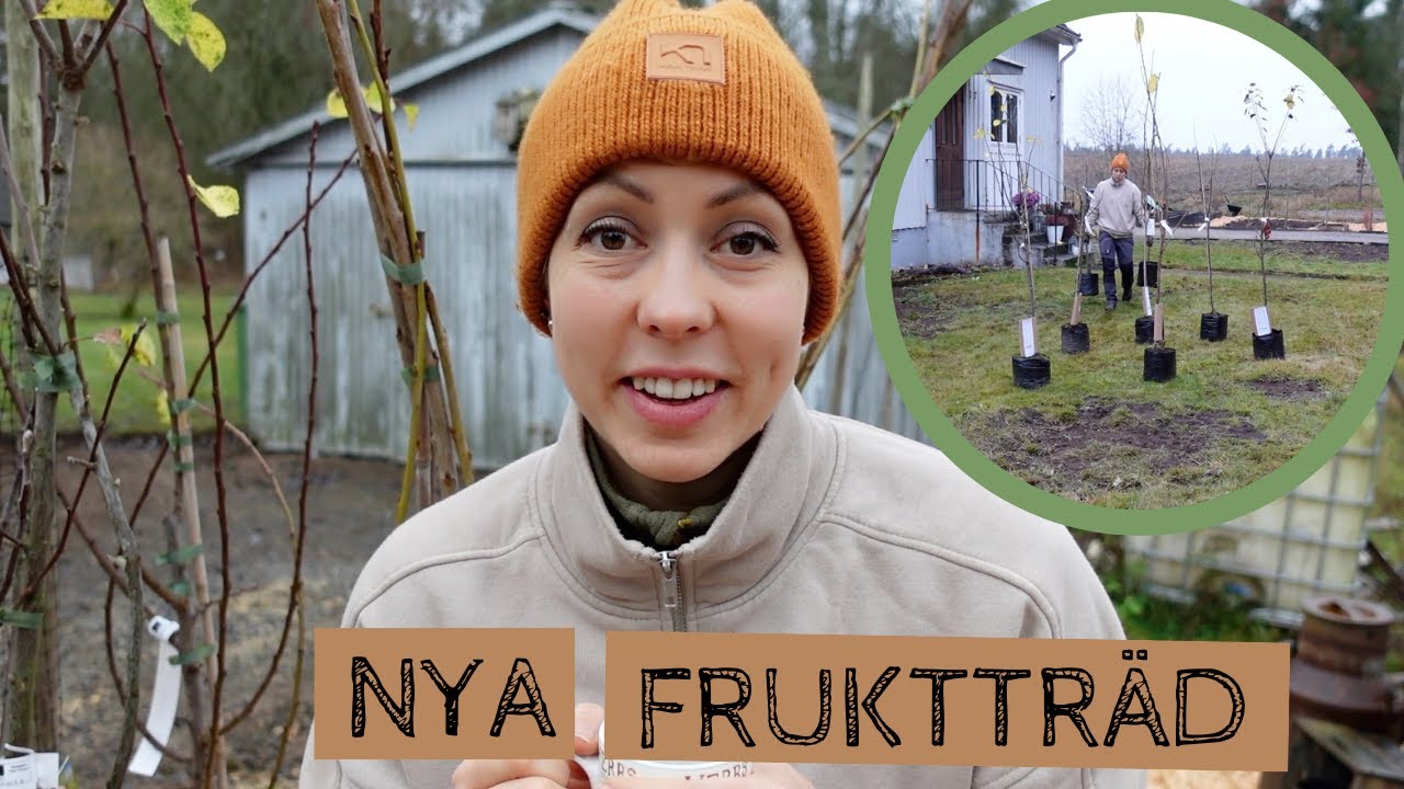 Jag planerar för åtta nya FRUKTTRÄD i trädgården - jag planterar äpple, körsbär och plommon