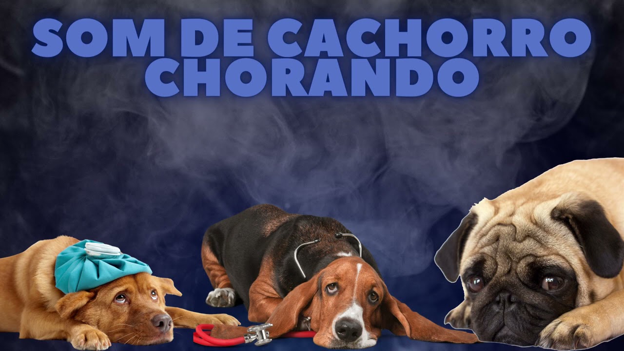 SOM DE ANIMAIS &ndash; SOM DE CACHORRO - BARULHO DE CACHORRO - AUDIO DE CACHORRO