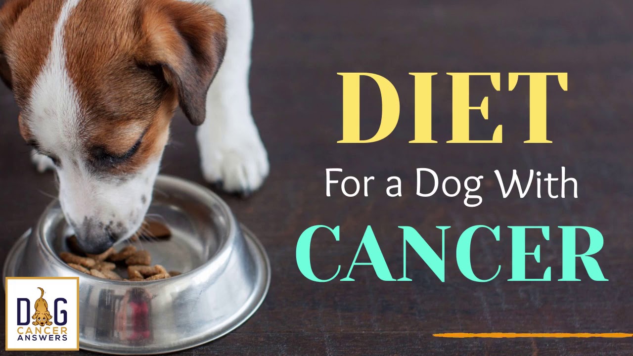 Diet for a Dog with Cancer | Dr  Sue Ettinger Deep Dive