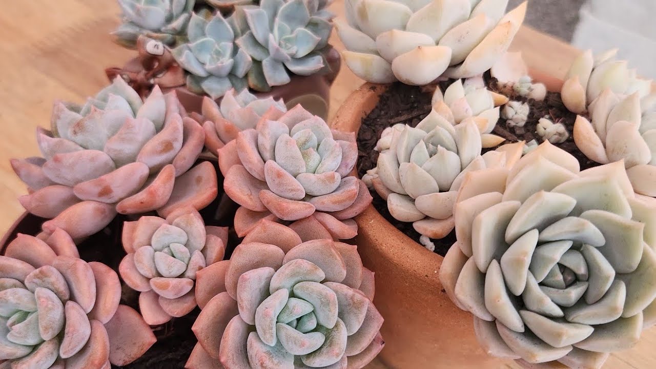 Graptoveria Titubans,  Graptoveria Blue Song,  Graptoveria Cubanita Lindas de difícil cultivo, dicas