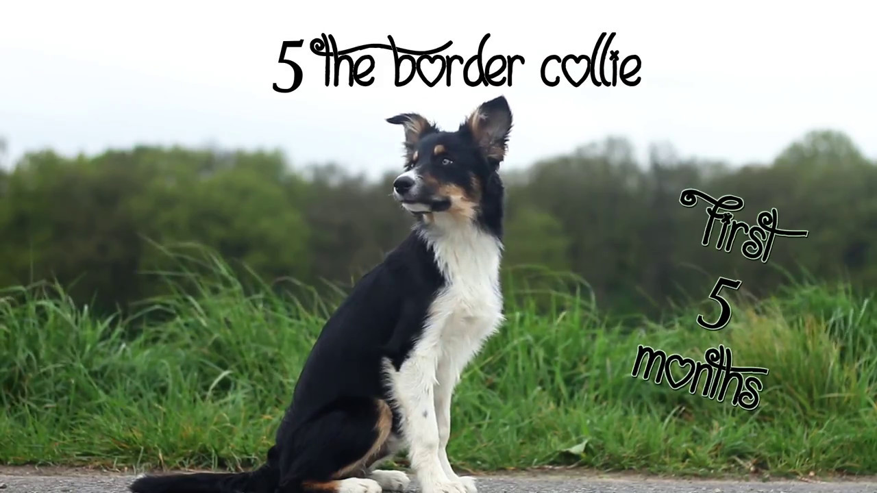 ★ 5 the Border Collie - first 5 months ★