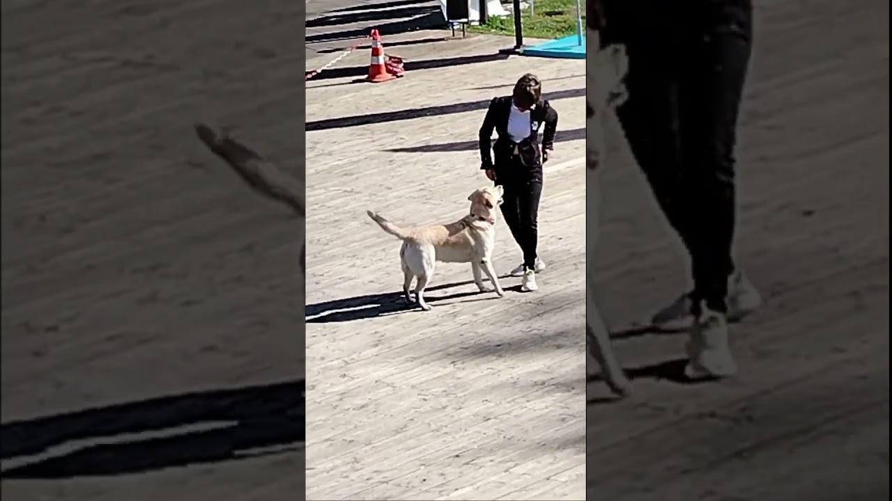 Visually impaired people performing with dogs-2