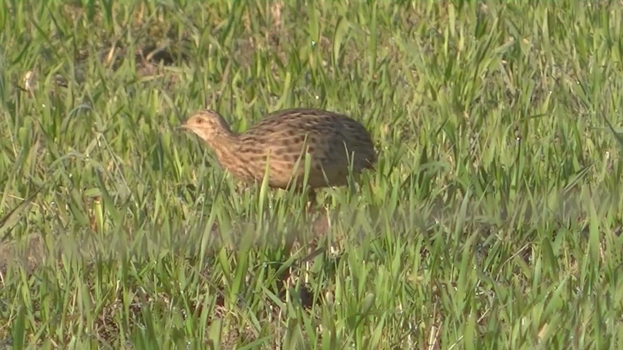 La vida del Inambú campestre y la Charata Santa Fe Córdoba Argentina 2026