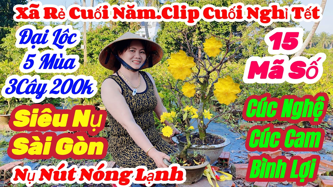🌼2/2☎️0326 119 500👉Gặp Mộng🌲Mai Vàng Giá Rẻ🌲Xã Hàng Cuối Năm 3Cây Chà Bá 200k Nụ Khủng🌲15 Mã Số Rẻ 