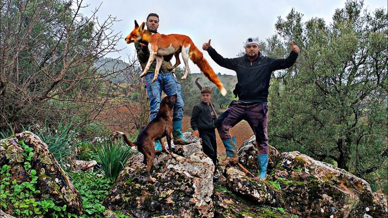 حياة البرية: رحلة صيد الثعالب بكلاب في جبال⛰️ نتيجة غير متوقعة😱