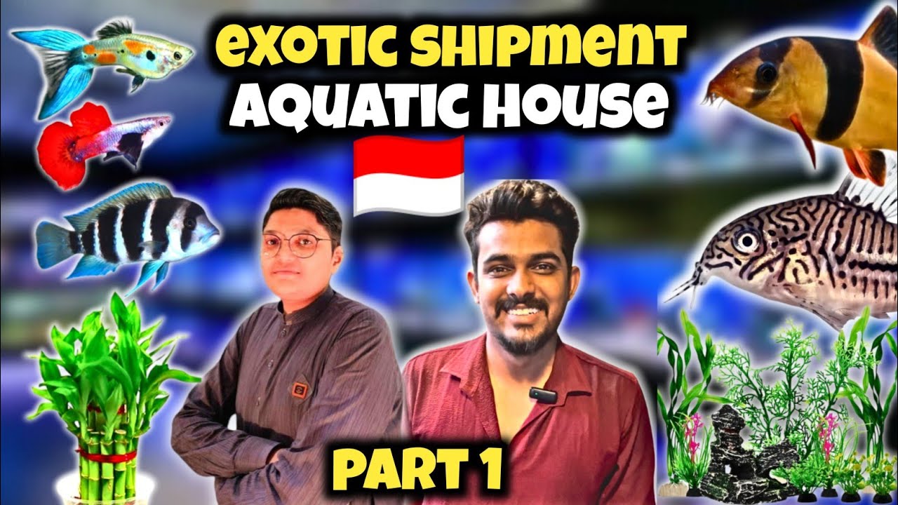 Exotic Fish Shipment at Aquatic House | Rare Fish from Pakistan lalukhet Karachi - Part 1