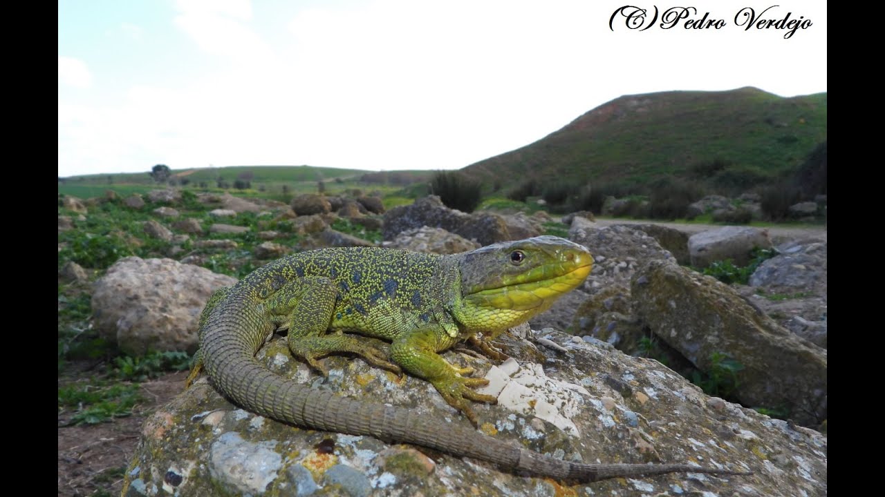 Anfibios y Reptiles , Febrero 2022
