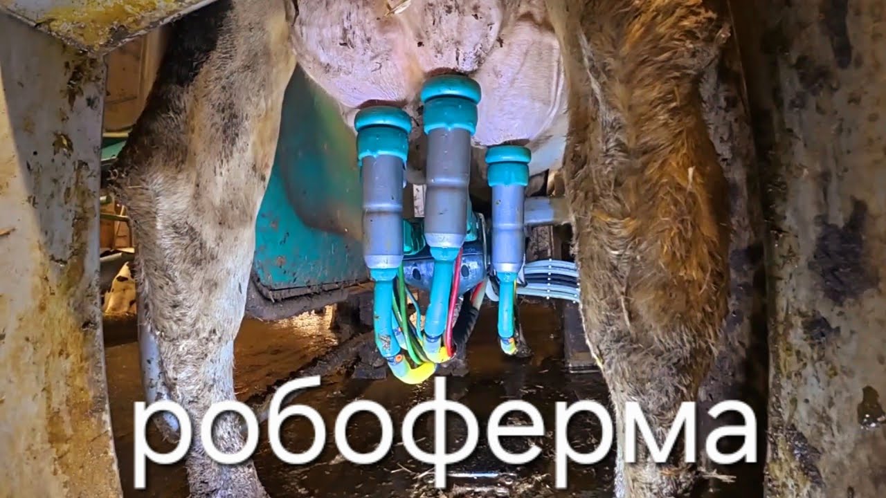 Австрійська молочна робоферма