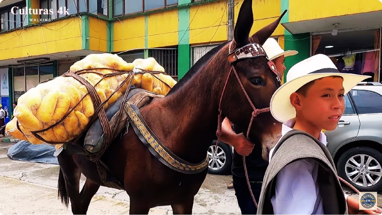 Desfile Del CARRAO Cajamarca Tolima COLOMBIA [ Culturas 4K ]