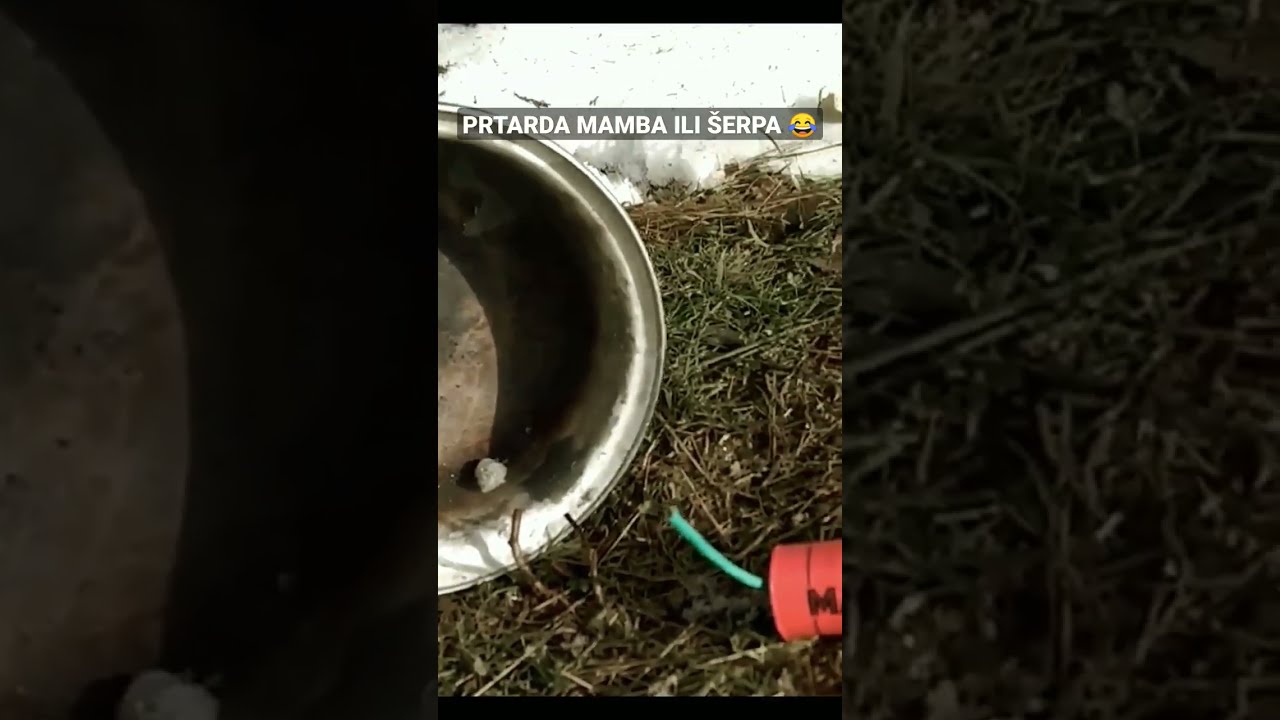 PETARDA MAMBA ILI &Scaron;ERPA!! 😂 #shorts #funny #viral
