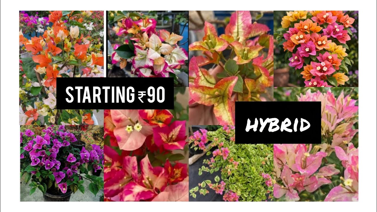 Bougainvilla 🌼8281723614🌼 online 🌼plants