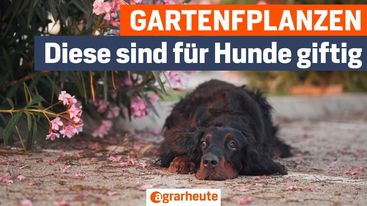 Achtung im Garten: Diese 7 Pflanzen sind giftig f&uuml;r Hunde
