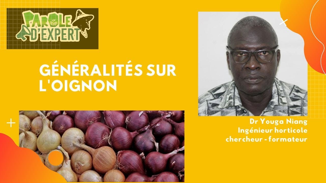 PAROLE D'EXPERT DR YOUGA NIANG fait une présentation générale sur la culture de l'oignon