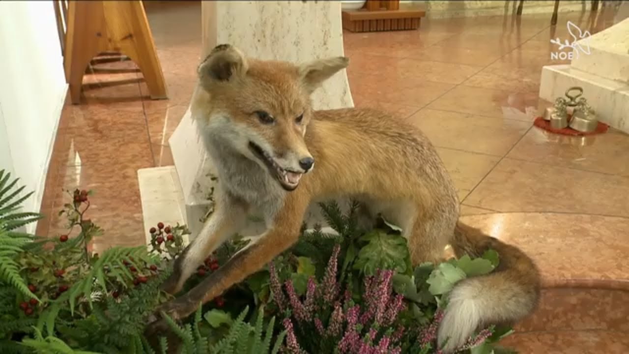 Svatohubertská mše v Hradčovicích | Živě s Noe