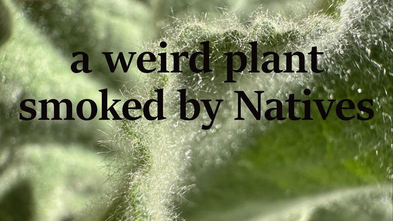 Native Uses of Mullein