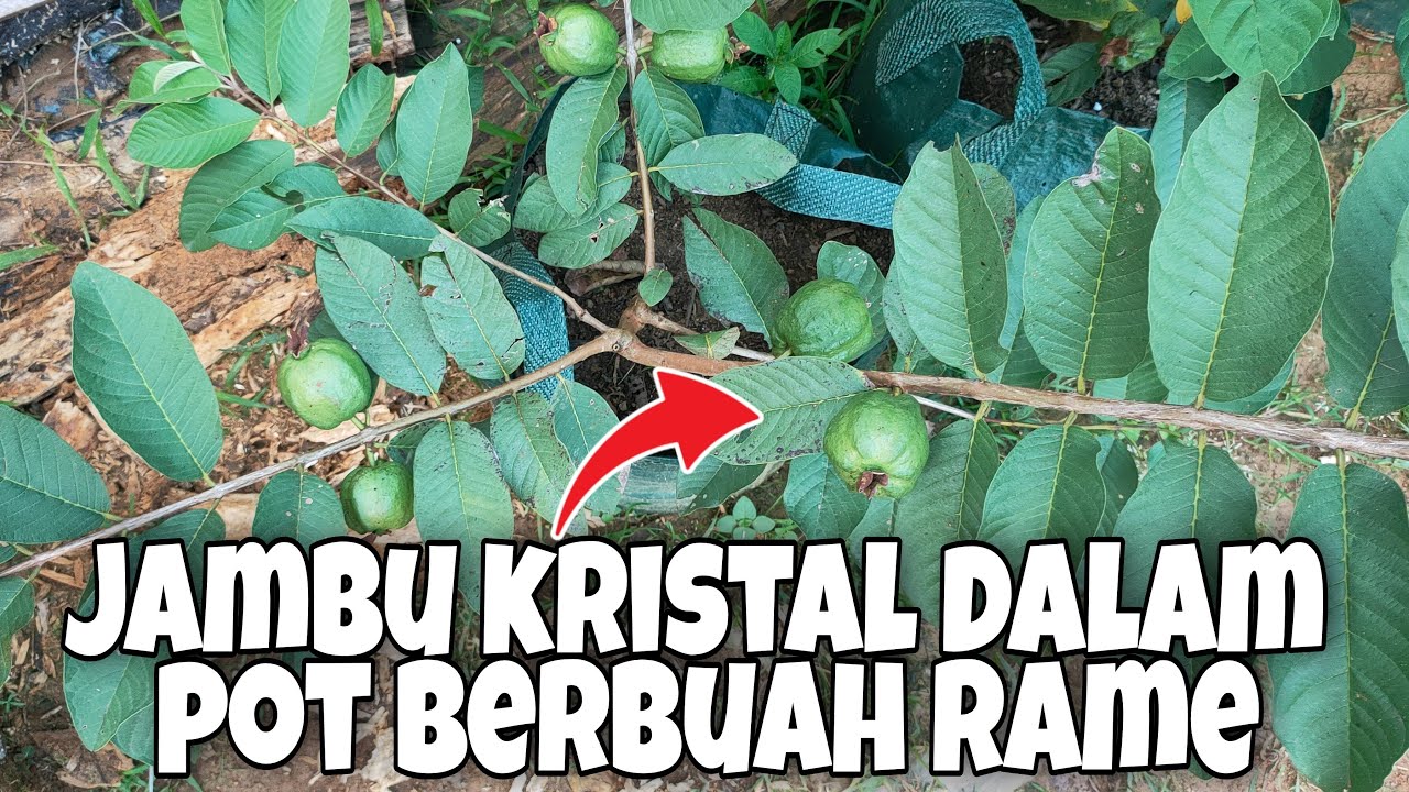 JAMBU Kristal Dalam Pot Berbuah Rame
