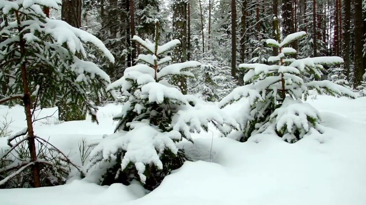 Top 10 Cool forests 3 mins Breath in the Visions of Nature -