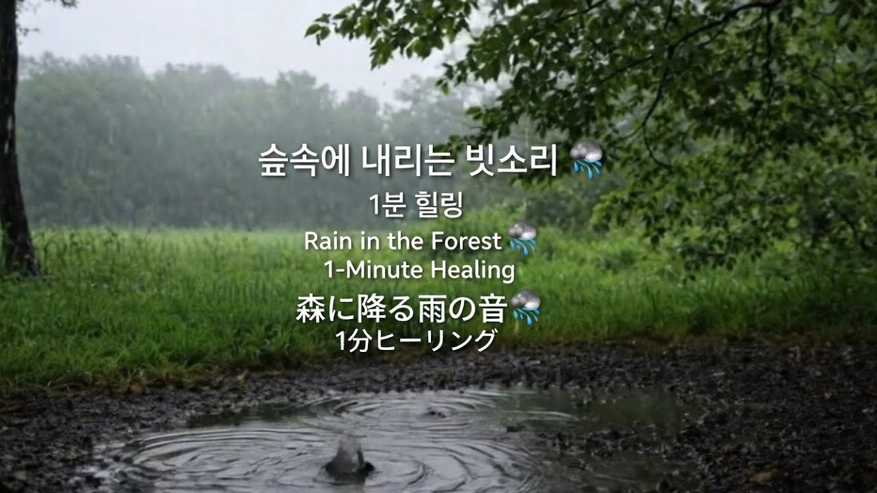 숲속빗소리 ASMR 🌿마음이 편안해지는 소리.Forest Rain Sounds ASMR|Relaxing Nature for Sleep & Calm森の雨音ASMR|心が落ち着く自然の音