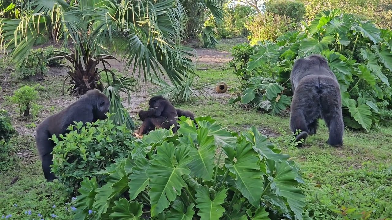 gorillas of Disney's Animal Kingdom #gorilla #animalkingdom