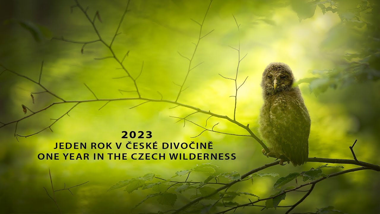 Jeden rok v české divočině (2023) I One year in the Czech wilderness (2023)