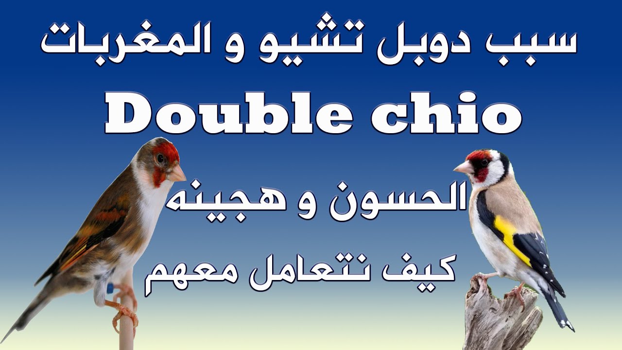 سبب الدوبل تشيو و المغربات عند الهجين و الحسون