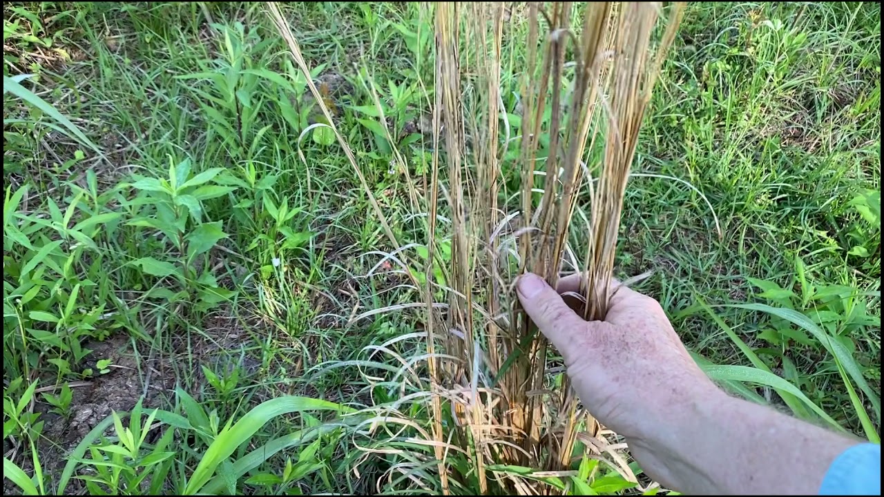Managing your grazing for what you want - Jaime Elizondo