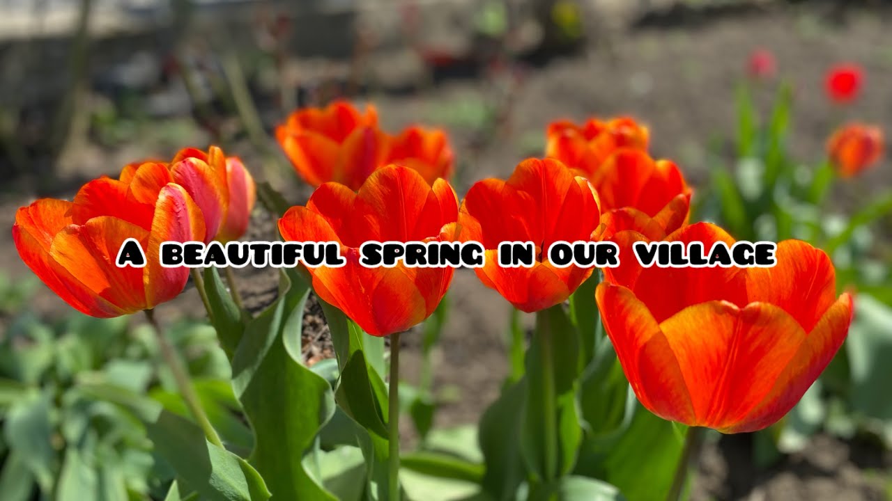 Musim Semi Bertemu Salju di Moldova | Hari-hari yang Damai di Pedesaan Eropa Timur Sarata Veche 🌷🌸❤️