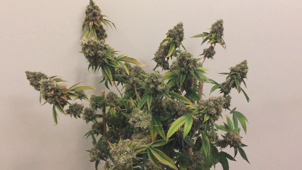 AJs Sour Diesel Grow - Week 12 Flower