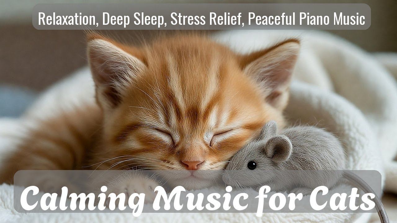 LIVE Soft Sleeping Kitten Video for Calm Mood 💤 | Season 29