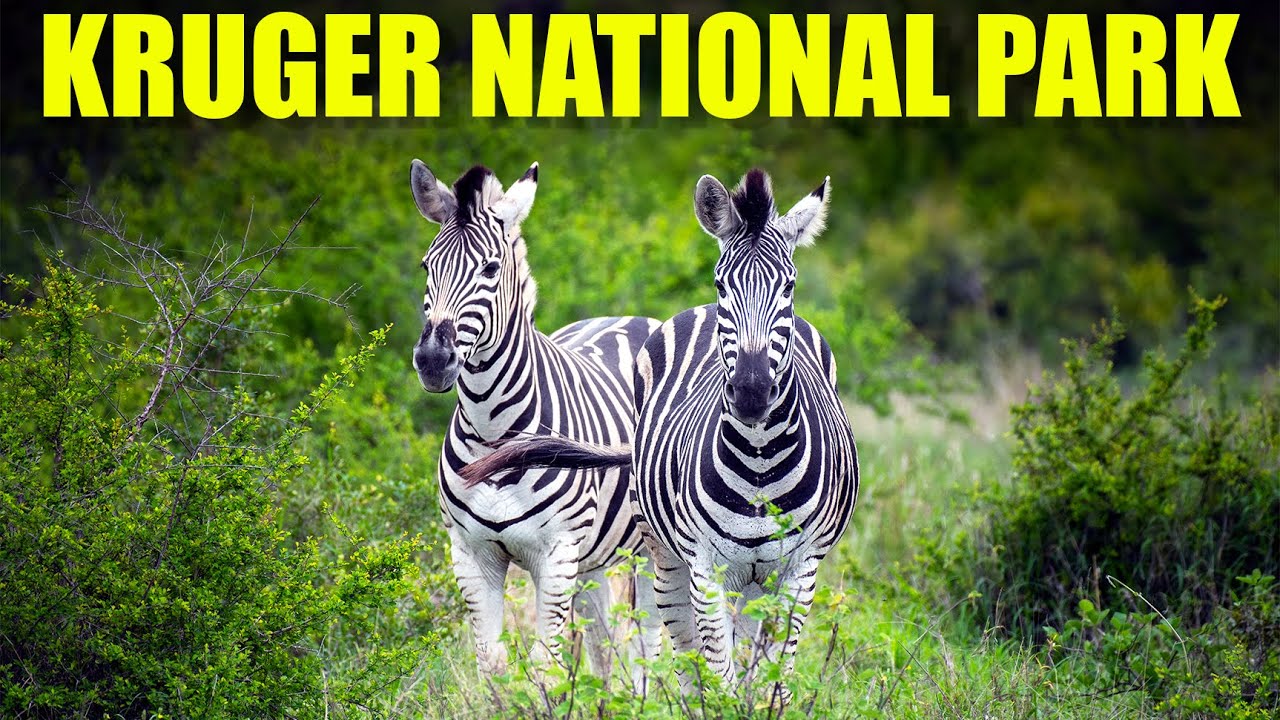 PREDATORS GALORE! LION, LEOPARD, HYENA, and more Sightings on a visit to the Kruger National Park
