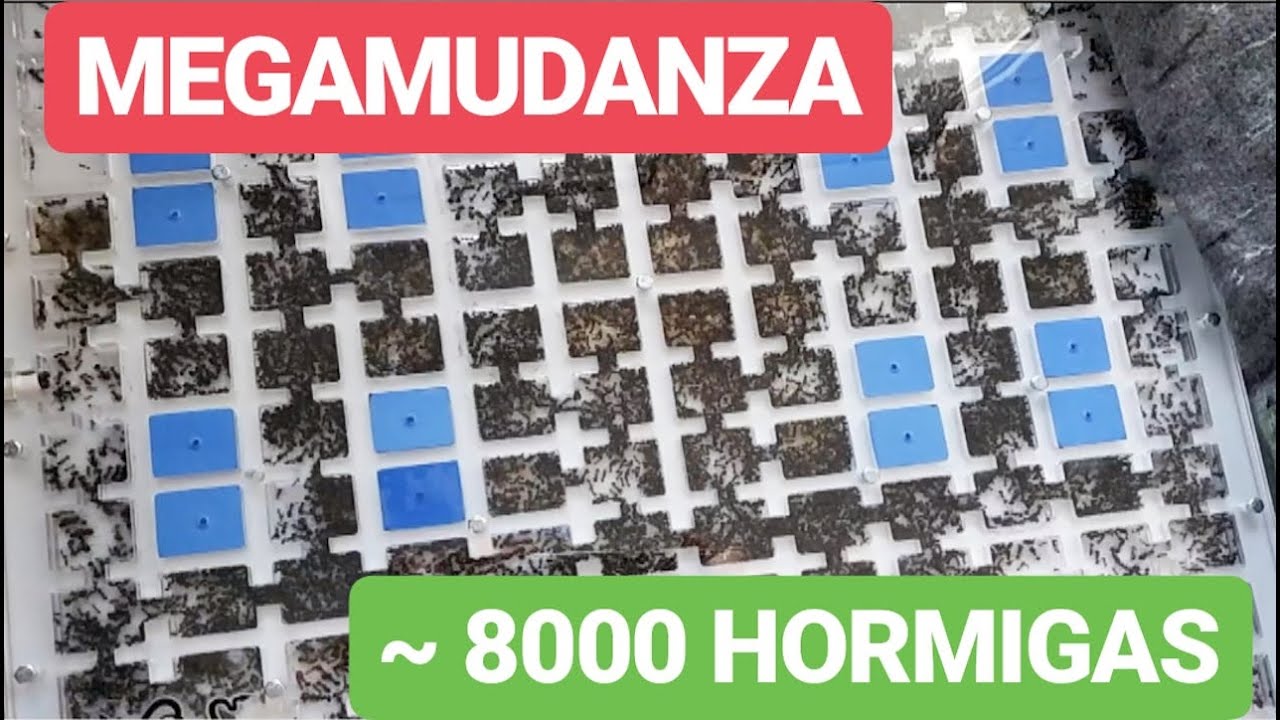 MEGA MUDANZA Hormiguero MÁS GRANDE - Colonia Hormigas GIGANTE 😍🐜