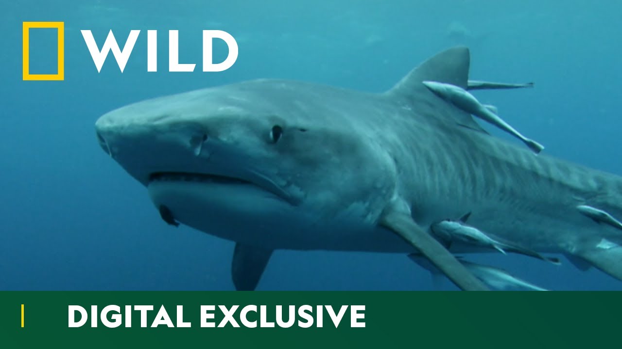 Tiger Shark Attacks On The Rise  | When Sharks Attack | National Geographic Wild UK