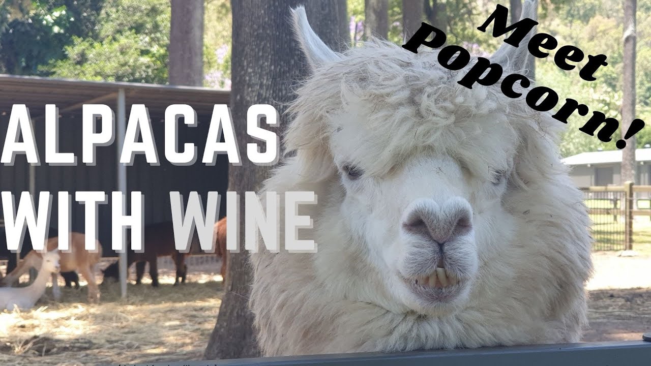 Mountview Alpaca Farm | O'Reilly's Vineyard | Canungra - Meet an Alpaca over wine! Day Trip idea!