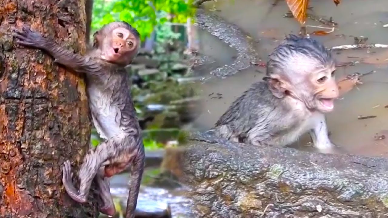 The baby monkey accidentally fell into the water and cried loudly.