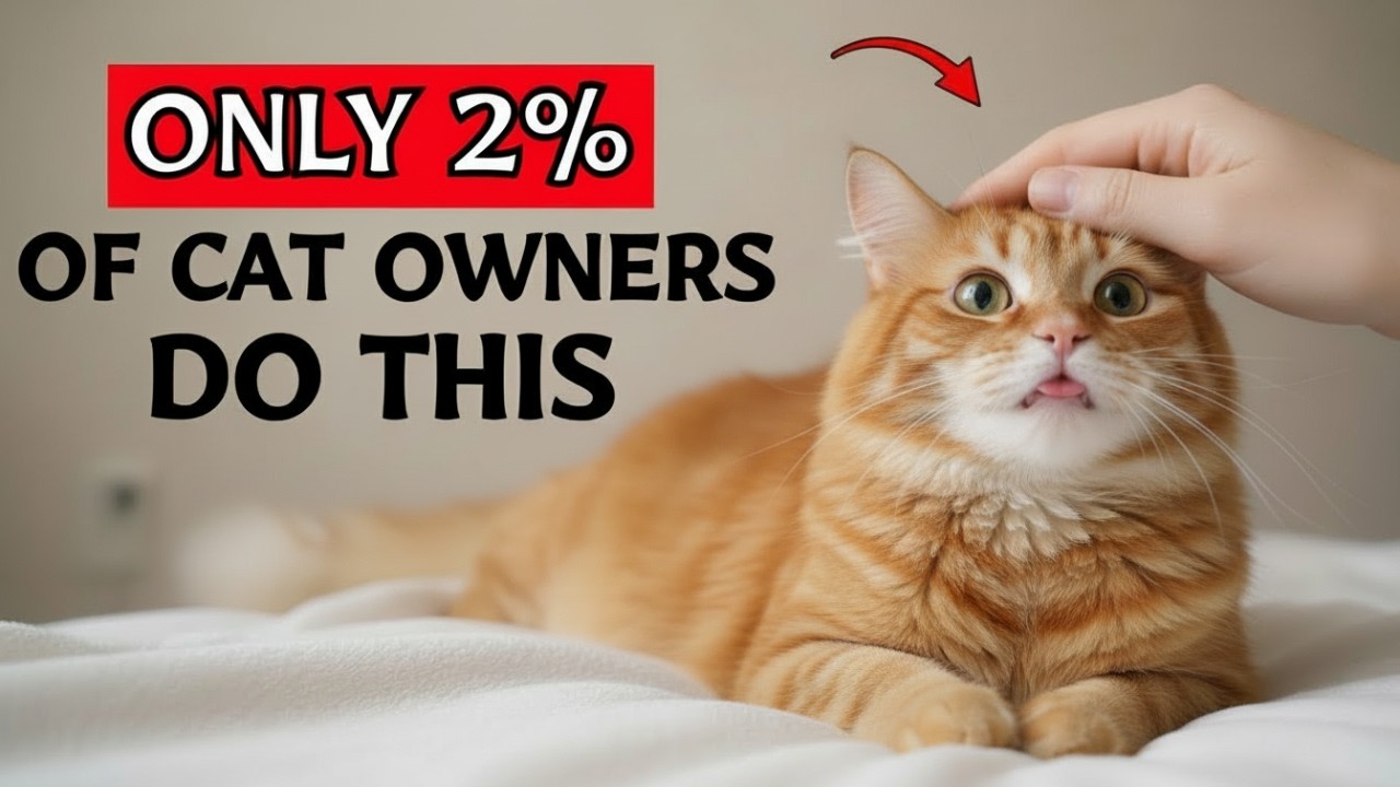 10 Things Cats Secretly Love and Only 2% of Owners Actually Do
