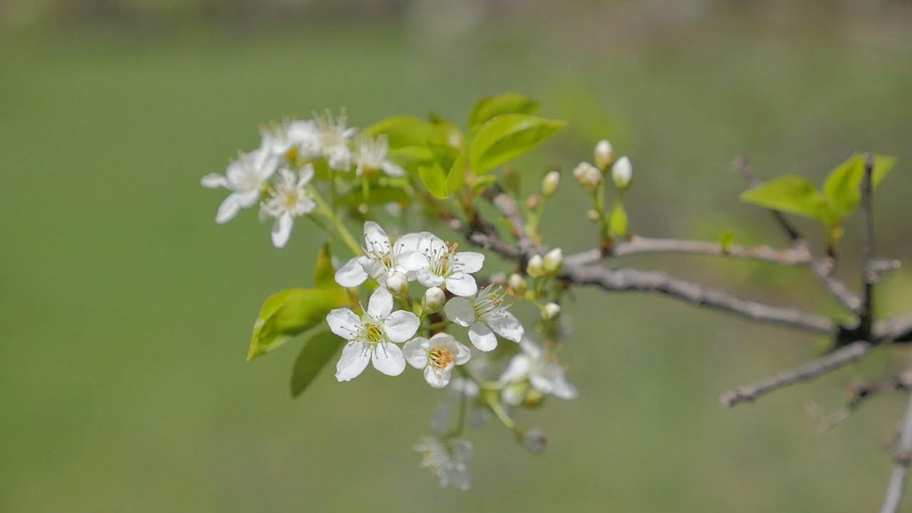 Chiomonte in Primavera