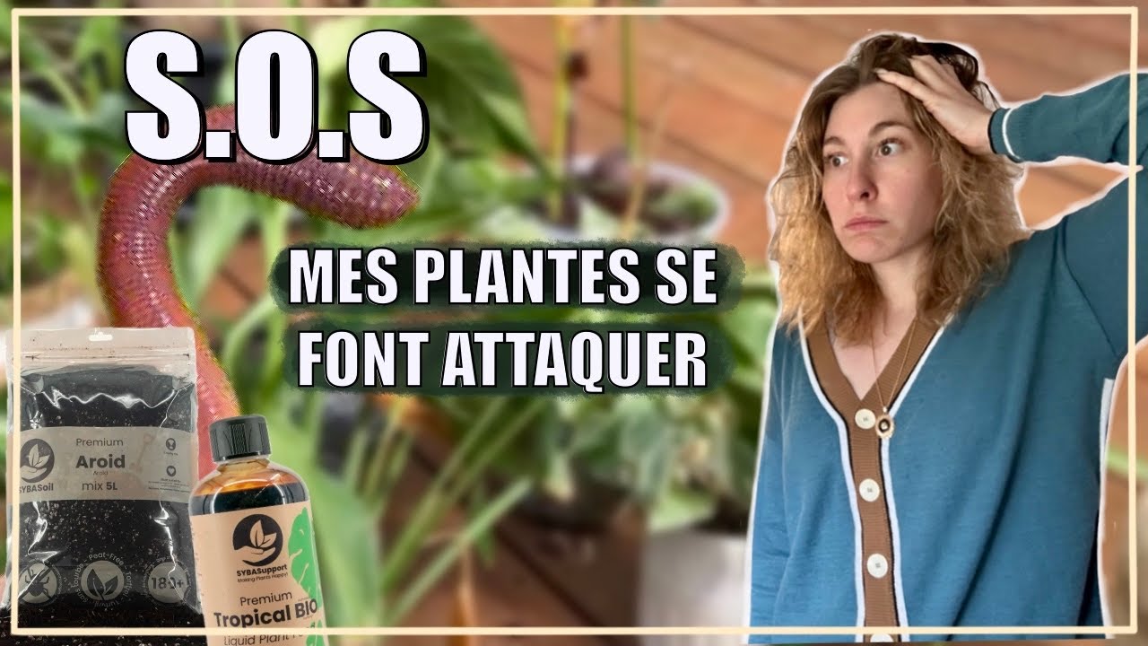 REMPOTAGE DE MES PLANTES feat Sybotanica