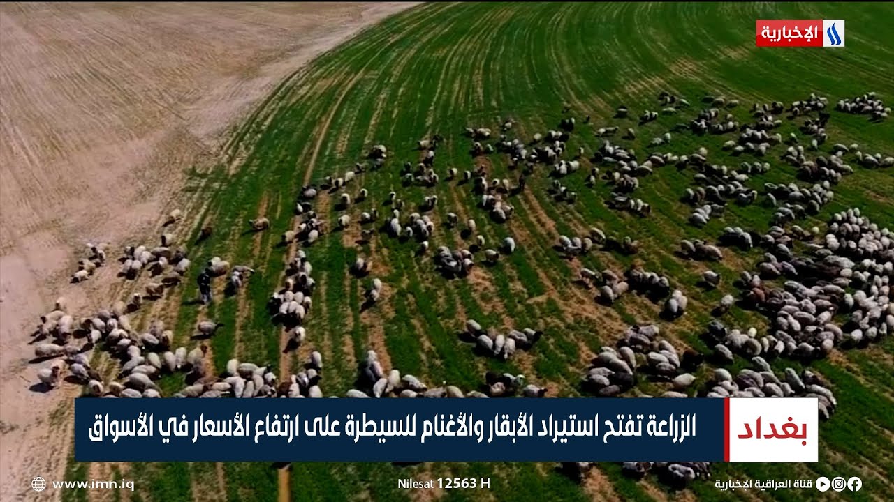 الزراعة تفتح استيراد الأبقار والأغنام للسيطرة على ارتفاع الأسعار في الأسواق | تقرير عباس ناعم
