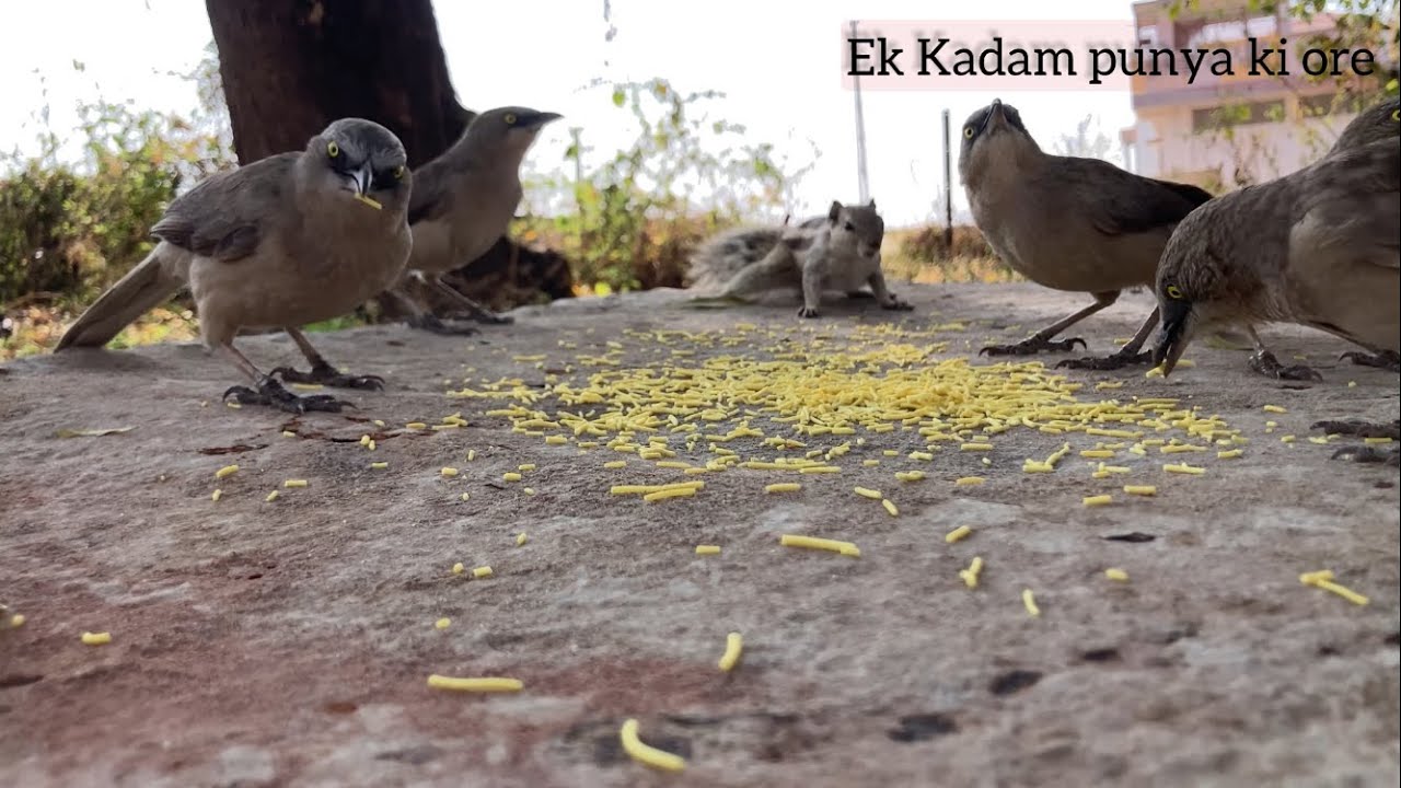 Birds aaye sav khane | fooding birds | ek kadam punya ki ore